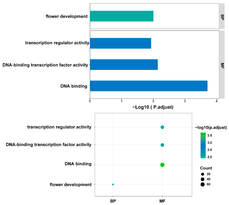 Analysis of GO enrichment of genes in the selection interval of domestication of hemp-type Cannabis. These genes are involved in gene regulation and flowering and should be associated with agronomic traits. BP: biological process, MF: molecular function.