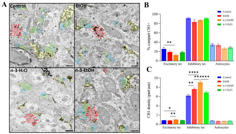 Immunoelectron localization of CB1 receptors in the middle third of the DG in control, EtOH, n-3-EtOH and n-3-H2O mice. (A) CB1 receptors were identified in terminals forming symmetric synapses (red shading and arrows), terminals forming asymmetric synapses (green shading and arrows) with dendrites (blue shading) and astrocytic membranes (yellow shading and arrows). (B) Percentage of CB1 receptor-positive profiles (excitatory terminals: n-3-EtOH vs. control p = 0.0037). (C) CB1 receptor density (particles/µm) in excitatory terminals (n-3-EtOH vs. control p = 0.0132; n-3-EtOH vs. EtOH p = 0.0015), inhibitory terminals (EtOH vs. control p = 0.0031; n-3-EtOH vs. control p < 0.0001; n-3-EtOH vs. EtOH p = 0.0012; n-3-H2O vs. n-3-EtOH p < 0.0001), and GLAST-stained astrocytes. Results are presented as means ± SEMs (see Supplementary Table S1). Statistical analysis of data used two-way ANOVA with Tukey’s multiple comparison tests: * p < 0.05, ** p < 0.01, **** p < 0.0001. Scale bars: 200 nm.