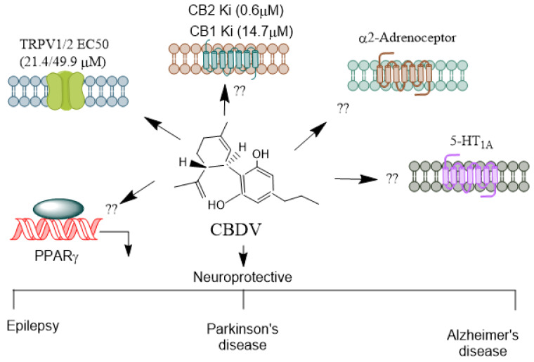 Receptors mediating CBDV’s agonistic and antagonistic actions. CBDV, a non-psychoactive cannabinoid, exhibits both agonistic and antagonistic activity on several receptors, contributing to its potential therapeutic benefits in conditions like epilepsy, developmental disorders, and inflammation. Unlike THC, CBDV has a low affinity for CB1 and CB2 receptors [86]. It is thought to act more as a modulator of the endocannabinoid system rather than directly engaging as an agonist or antagonist at these receptors. This indirect modulation could influence the signaling pathways mediated by endocannabinoids, contributing to its anticonvulsant properties [92]. CBDV significantly affects TRPV1 and TRPV2, where it acts as an agonist [72]. These channels regulate pain, inflammation, and sensory perception, making CBDV potentially useful in managing neuropathic pain and inflammatory conditions. It is unknown whether CBDV activates other receptors such as α2-adrenoreceptors, PPARs, and 5-HT1A. CBDV’s receptor specificity highlights its therapeutic potential, particularly in epilepsy, neuroinflammation, and pain management, making it a promising candidate for further medical research. CBD, Cannabidiol; CBDV, Cannabidivarin; THC, Δ9-tetrahydrocannabinol; TRPV, Transient receptor potential vanilloid; PPARs, Peroxisome proliferator-activated receptor. →, agonis.