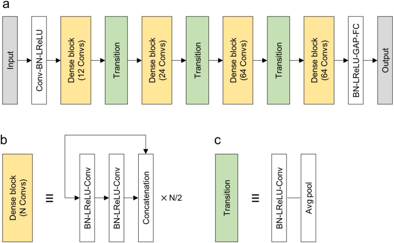 Structure of the artificial neural network.(A) The structure can be represented with four dense block transition units between adjacent dense blocks. Other elements include initial three-dimensional convolutional operation (Conv) of 3 × 3 × 3 kernels and a stride of 2 × 2 × 2, batch normalization, leaky rectified linear units, global average pooling, and fully connected operation. (B) The structure of the dense blocks allows features of shallower layers to be revisited in deeper layers. A dense block consists of a pair of Convs followed by concatenation of the feature map before the two Convs. In each pair of Convs, the first one has 1 × 1 × 1 kernels, and the second one has 2 × 2 × 2 kernels; meanwhile, the stride is 1 × 1 × 1 for both Convs. (c) The transition units shift the scale of the feature extracted by convolution. The Conv in each transition unit has 1 × 1 × 1 kernels and 1 × 1 × 1 stride.