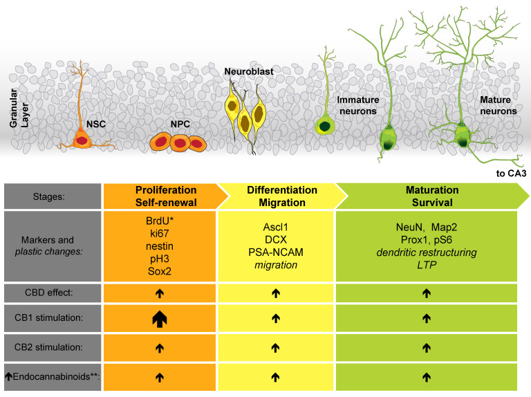 Participation of the ECS in adult hippocampal neurogenesis. We illustrate the distinct cell morphologies associated with the different stages of adult hippocampal neurogenesis at the top of the figure. Below, we include some of the molecular markers and plastic changes (italics) associated with the specific neurogenic stages. This list is not exhaustive; it mainly includes the markers referred to in the text. In the last rows, we show the effect of stimulating the ECS (a larger arrow represents a major number of references supporting this effect). * As mentioned in the text, BrdU is not an endogenous molecular marker of neurogenesis. ** To increase the concentration of endocannabinoids, we primarily refer to the inhibition of their degrading enzymes. Abbreviations (not described in the main text): Achaete-scute family BHLH transcription factor 1 (Ascl1), microtubule associated protein 2 (MAP2), phospho-histone 3 (pH 3), polysialylated-neural cell adhesion molecule (PSA-NCAM), prospero homeobox 1 (Prox1), and SRY-box transcription factor 2 (Sox2).