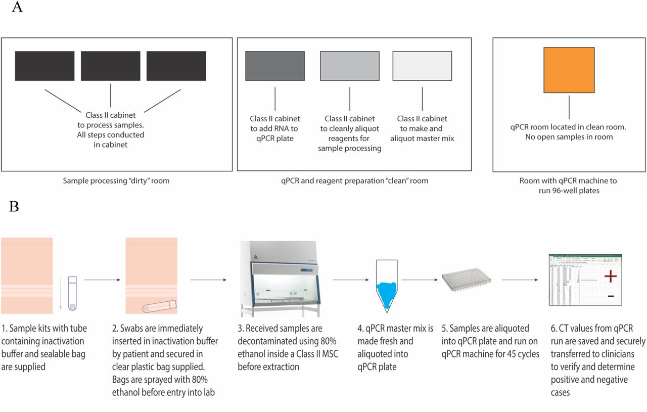 Establishing a diagnostic workflow for qRT-PCR for SARS-Cov2A)Diagram displaying the segregation of the “dirty”, “clean” and “amplification” rooms. Note the use of separate cabinets for the preparation of reagents in the “clean” room. Individuals working in the “dirty” or “amplification” rooms are unable to enter the “clean” room on the same working day. B) Diagram showing a suitable workflow of samples from swabbing to amplification to reporting.