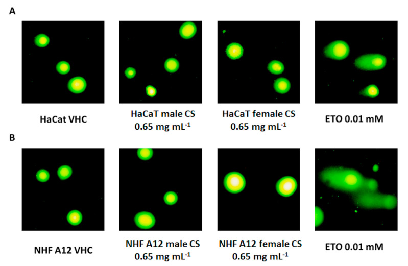 Comet assay. (A) HaCaT and (B) NHF A12 cell lines were treated with EOs from female and male inflorescences of cv CS at 0.65 mg mL−1 and cell damage was analyzed by Comet assay, 24 h post-treatment. ETO was used as a positive control.