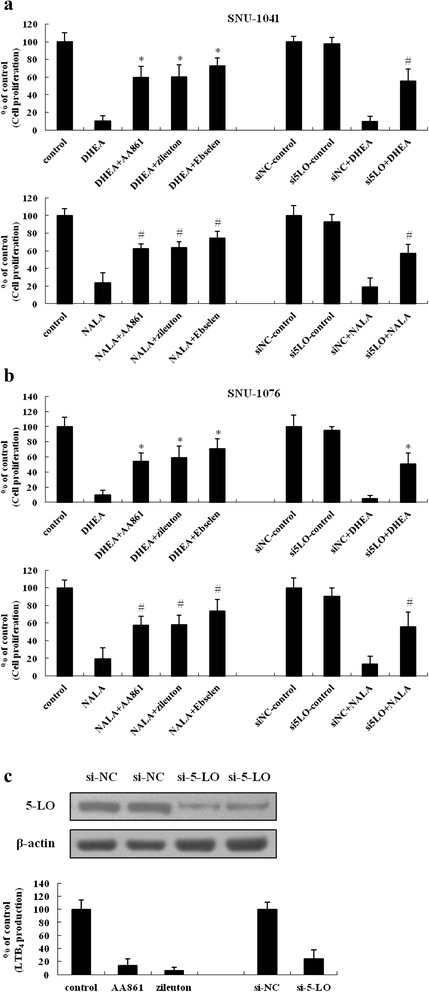 Anti-cancer effect of DHEA and NALA was reversed by inhibition of 5-LO, but not by inhibition of COX-2. (a) SNU-1041 and (b) SNU-1076 were treated with DHEA or NALA (20 μM) plus AA861 (5 μM) or zileuton (5 μM) or Ebselen (5 μM). At 72 h, cells were subjected to cell proliferation assay (Left). The siRNA of 5-LO was transfected at 200 nM doses (the si-NC was used for negative control of siRNA). Forty-eight hours later cells were treated with DHEA or NALA (20 μM). At additional 48 h, cells were subjected to cell proliferation assay (Right). Results are expressed as a percentage relative to control (% of control). P values were based on comparison with DHEA-treated group and NALA-treated group (*P < 0.005, # P < 0.01). c 5-LO siRNA was transfected into SNU-1076 cells. At 48 h, total cell lysates were prepared and the expression of 5-LO was determined by western blotting (upper). Data are presented as a representative of 3 separate experiments. At 48 h, cells were treated with 20 μM of arachidonic acid. After an additional 2 h, cultured media were collected and applied to LTB4 EIA (lower). The inhibitory effect of 5-LO siRNA was compared with that of 5-LO inhibitors – AA861 and zileuton. Results are expressed as a percentage relative to the control (% of control)
