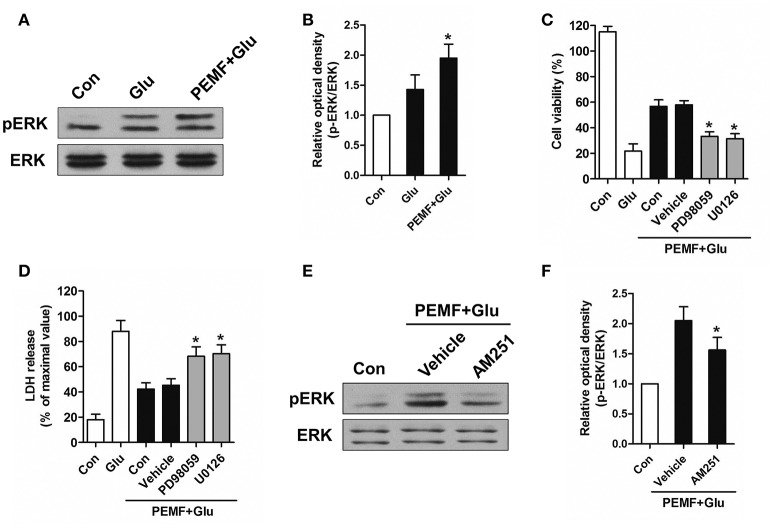 Regulation of CB1R-ERK signaling by PEMF exposure. HT22 cells were treated with PEMF and glutamate according to protocol 3 for 24 h. Expression of p-ERK1/2 and ERK1/2 was examined by western blot analysis (A). The data represent mean ± standard error from six experiments (B). F-value (B) = 6.144, *P < 0.05 vs. Glu group. After pretreatment with PD98059 (40 μM) and U0126 (20 μM), cell viability (C) and neurotoxicity (D) were measured by WST and LDH assays, respectively. The data represent mean ± standard error from eight experiments. F-value (C) = 58.65, F-value (D) = 15.01, *P < 0.05 vs. vehicle group. After pretreatment with AM251 (10 μM), expression of p-ERK1/2 and ERK1/2 was examined by western blot analysis (E). The data represent mean ± standard error from six experiments (F). F-value (F) = 8.537, *P < 0.05 vs. vehicle group.