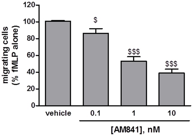 Chemotactic assay with murine neutrophils.AM841 (0.1–100 nM) inhibited neutrophil migration to 10 nM fMLP in a concentration-dependent manner. $p<0.05, $$$p<0.001, as compared with vehicle-treated controls. Data represent means ± SEM of 4 independent experiments performed in duplicate.
