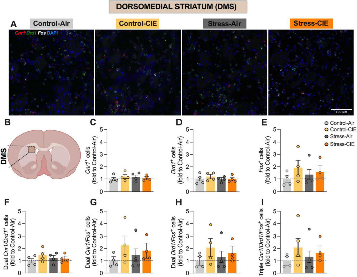 Neither predator odor stress nor chronic intermittent ethanol (CIE) exposure altered the percentage of Cnr1+, Drd1+, or Fos+ cells, or their colocalizations, in the dorsomedial striatum (DMS). (A) Representative images of DMS cells from the different experimental groups expressing Cnr1 (in red), Drd1 (in green), and Fos (in white), plus DAPI (in blue). (B) Diagram of a mouse brain, with DMS highlighted (Created with BioRender.com). Percentage (fold to Control-Air) of Cnr1+ cells (C), Drd1+ cells (D), Fos+ cells (E), dual Cnr1/Drd1+ cells (F), dual Cnr1/Fos+ cells (G), dual Drd1/Fos+ cells (H), and triple Cnr1/Drd1/Fos+ cells (I). Generalized Linear Model Analysis did not detect any significant effects involving CIE or Stress for any of the assessed variables. Data are shown as estimated marginal means ± pooled standard errors, with individual data points overlaid as scatter plots.
