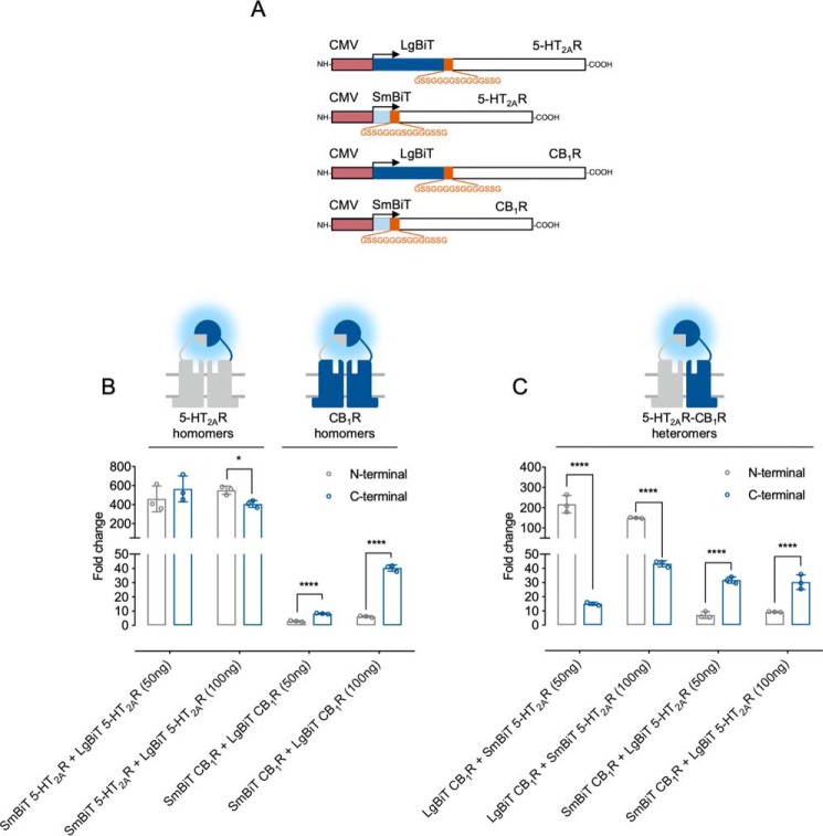 Assay optimization for the screening of peptides disrupting 5-HT2AR–CB1R heteromers. A, schematic representation of the CMV-driven NanoBiT N-terminally tagged CB1 and 5-HT2A receptors. Shown is a comparison between N-terminal or C-terminal tagging to assess CB1R and 5-HT2A receptor homomers (B) or 5-HT2AR–CB1R heteromers (C). Data are mean ± S.E. (error bars) (n = 3) of -fold change, calculated as the ratio between each condition and the individual receptor construct with the highest luminescence background. Statistical significance was evaluated by unpaired t tests between groups followed by Holk–Sidak corrections for multiple comparison (*, p ≤ 0.05; ****, p ≤ 0.0001). CMV, human cytomegalovirus immediate-early promoter.