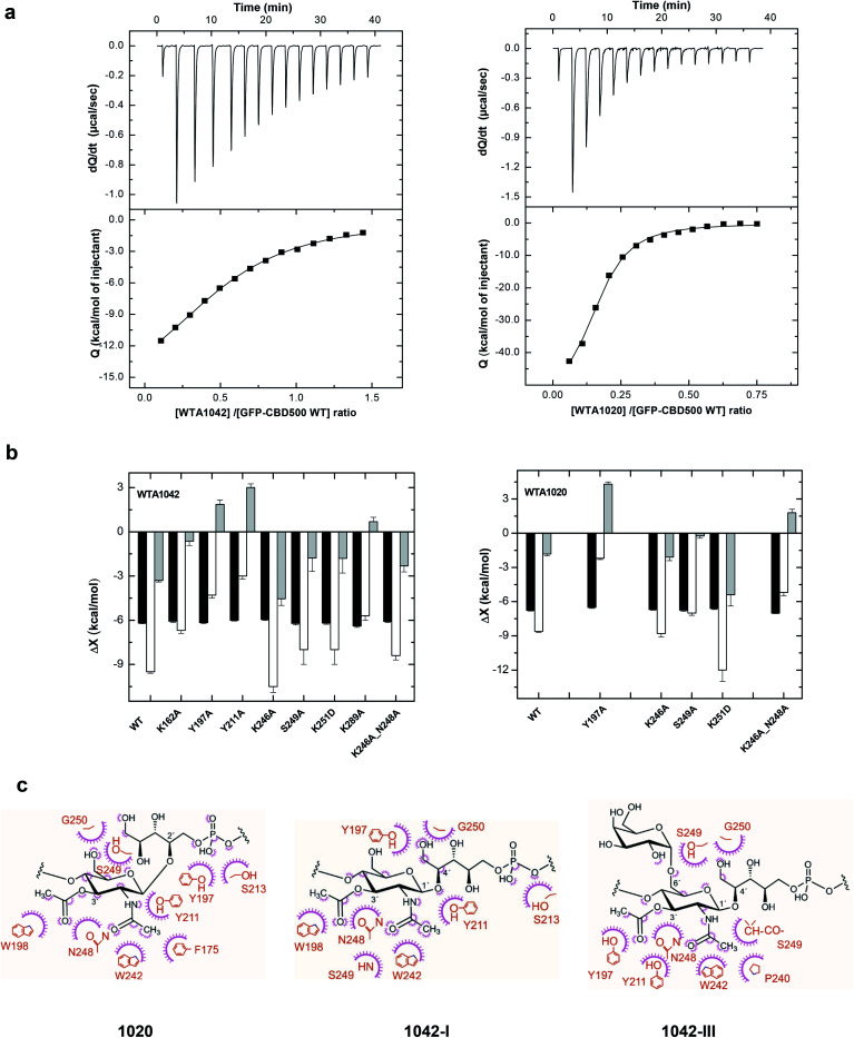 Binding thermodynamics of CBD500 variants to WTA1020 and WTA1042 and models of complexes. (a) ITC titration curves of wild-type GFP-CBD500 with WTA1042 (left panels) and WTA1020 (right panels). Top panels show the raw data, and bottom panels depict the dependence of the heat evolved per mol of ligand injected with various ligand/protein molar ratios. Solid lines correspond to the theoretical fit of the experimental data (■). See Methods† for details. (b) Thermodynamic dissection of the binding energetics (ΔG = ΔH − TΔS) of wild-type GFP-CBD500 and its active-binding mutants to WTA1042 (left) and WTA1020 (right). Black bars, ΔG; white bars, ΔH; grey bars, TΔS. (c) Feasible key non hydrogen-bonded contacts of CBD500 with 3′OAc-βGlcNAc-Rbo-PO4 as derived from the MD analyses (1020 in left panel, 1042-I middle panel and 1042-III right panel). Contacts below 4 Å are indicated schematically; the amino-acid residue (in orange) contacts are represented by a purple arc with spokes radiating towards the ligand atoms they contact. The contacted ligand atoms are shown with purple spokes radiating back.