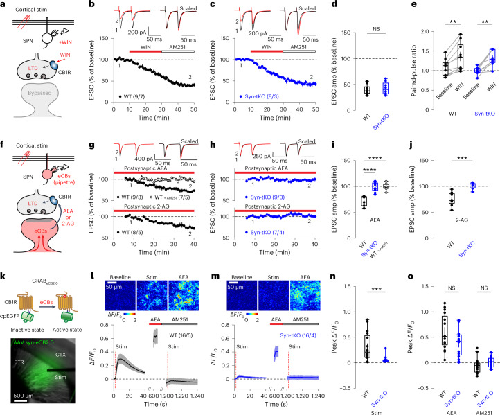 eCB release is impaired in Syn-tKO mice.a, Schematic of WIN-LTD experiments. b–d, Normal WIN-LTD in WT and Syn-tKO mice (WT: n = 9/7, 39.91 ± 3.18%; Syn-tKO: n = 8/3, 42.46 ± 4.36%; P = 0.673). e, PPRs in WT mice (baseline: 1.09 ± 0.07; post-WIN: 1.36 ± 0.12; P = 3.9 × 10−3) and Syn-tKO mice (baseline: 0.99 ± 0.04; post-WIN: 1.33 ± 0.07; P = 7.8 × 10−3). f, Schematic of eCB-loading experiments. g–j, eCB-loading causes LTD in WT cells, blocked by AM251 (AEA WT: n = 9/3, 72.40 ± 3.10%; AEA WT + AM251: n = 7/5, 99.13 ± 2.63%; P = 1.08 × 10−5; 2-AG WT: n = 8/5, 74.92 ± 4.66%). h, eCB loading fails to induce LTD in Syn-tKO cells (AEA Syn-tKO: n = 9/3, 98.16 ± 3.05; P = 7.08 × 10−6; 2-AG Syn-tKO: n = 7/4, 101.22 ± 2.46%; P = 6.21 × 10−4). eCB loading increases PPRs in WT cells (AEA baseline: 1.02 ± 0.04; end: 1.19 ± 0.05; P = 3.9 × 10−3; 2-AG baseline: 1.26 ± 0.08; end: 1.38 ± 0.09; P = 7.8 × 10−3), not Syn-tKO cells (AEA baseline: 1.00 ± 0.04; end: 1.00 ± 0.05; P = 0.82; 2-AG baseline: 1.44 ± 0.07; end: 1.45 ± 0.06; P = 0.81). k, Top, GRABeCB2.0 activation; bottom, representative image (1/32) of a GRABeCB2.0-expressing slice. l, Stimulation increases GRABeCB2.0 signal in WT condition; top, representative images. m–o, Stimulation-evoked GRABeCB2.0 transients in Syn-tKO slices are reduced (WT: n = 16/5, 0.31 ± 0.07 ΔF/F0; Syn-tKO: n = 16/4, 0.05 ± 0.02 ΔF/F0; P = 8.52 × 10−4). l,m,o, No differences between WT and Syn-tKO slices with AEA (WT: 0.61 ± 0.09 ΔF/F0; Syn-tKO: 0.37 ± 0.07 ΔF/F0; P = 0.073) or AM251 (WT: −0.05 ± 0.04 ΔF/F0; Syn-tKO: 0.02 ± 0.03 ΔF/F0; P = 0.086). Data are mean ± s.e.m. n = cells or slices per mouse. d,e,i,j,n,o, Box plots are depicted as mean, first/third quartiles and minima/maxima. Significance was assessed by two-sided tests: Mann–Whitney tests (d,j,n,o), Wilcoxon signed tests (e) and ANOVA with multiple comparisons (i) (****P < 0.0001; ***P < 0.001; **P < 0.01; NS, not significant).Source data