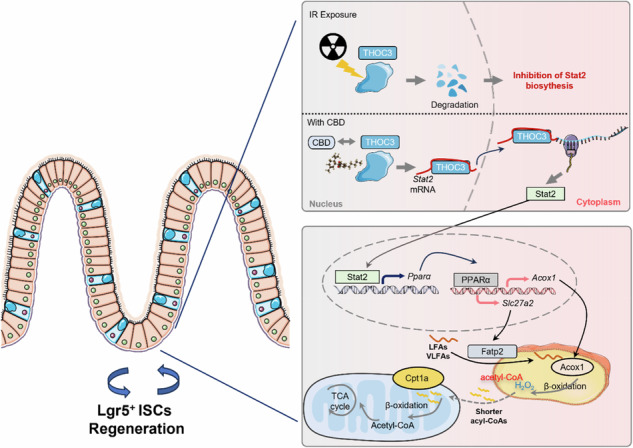 The binding of CBD to THOC3 maintains its radiation stability, which then supports the nuclear export of Stat2 mRNA for the subsequent transactivation of Pparα. The upregulation of PPARα will ultimately stimulate the FAO program, thereby facilitating ISCs regeneration during IR exposure.