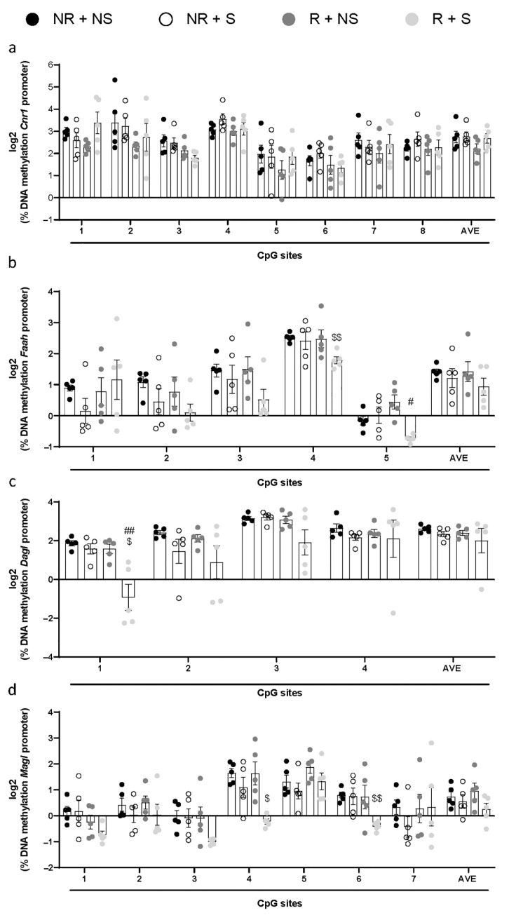 Amount of methylated DNA at Cnr1 (a), Faah (b), Dagl (c), and Magl (d) promoter regions in the hypothalamus. Values on the y-axis represent, in log2 scale, the % of methylation values of individual CpG sites under study, as well as of the average (AVE) of all CpG sites ± SEM; n = 5 per group. Data were analyzed by multiple t-test and corrected for multiple comparisons using the Holm–Sidak method. Significant differences are indicated: $ p < 0.05 versus NR + NS, $$ p < 0.01 versus NR + NS, # p < 0.05 versus R + NS, ## p < 0.01 versus R + NS.
