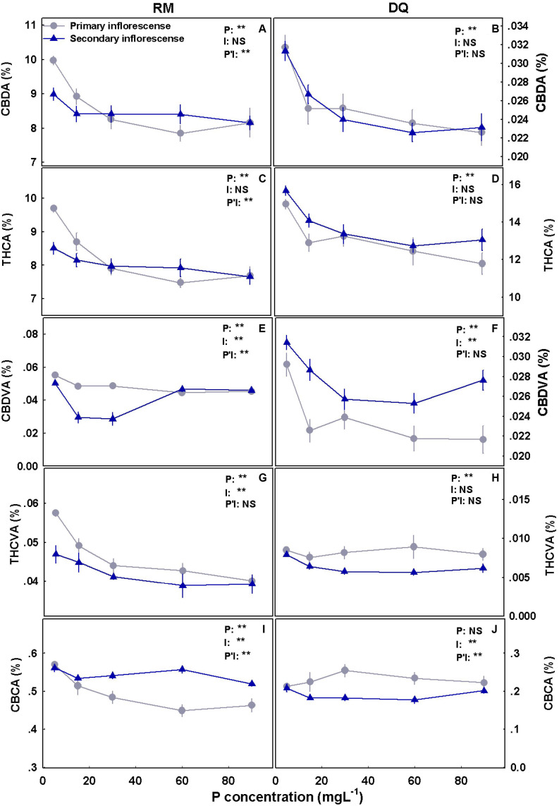 Effect of P application on cannabinoid concentrations in primary and secondary apical inflorescences in medical cannabis plants in two cultivars, RM and DQ. Cannabidiolic acid (A,B), Δ9-tetrahydrocannabinolic acid (C,D), cannabidivarinic acid (E,F), Δ9-tetrahydrocannabivarinic acid (G,H), and cannabichromenic acid (I,J). The presented data are averages ± SD (n = 6). Results of two-way ANOVA indicated as **P < 0.05, F-test; NS, not significant P > 0.05, F-test. In the ANOVA results, P*I, the interaction between P and the inflorescence location.