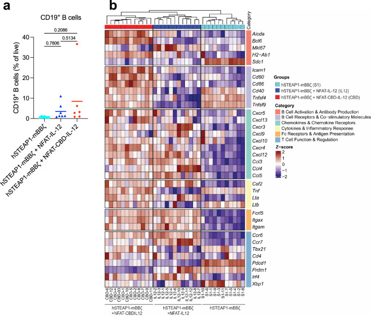 Flow cytometric and transcriptomic analyses of CBD-IL-12 CAR-T treated tumours, related to Fig. 6.(a) Tumours were collected according to Supplementary Fig. 2b for flow cytometric analysis. Percentage of CD19+ B cells within live cells (mean). (b) A heatmap showing transcriptional changes in genes involved in tertiary lymphoid structure. Statistical analysis was performed using (a) one-way ANOVA with Tukey’s test. Source data