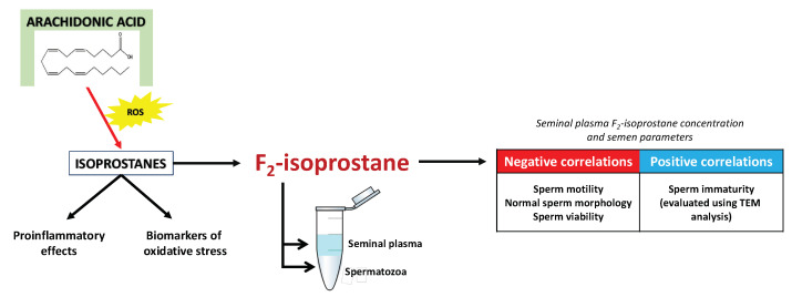 Scheme illustrating the formation, known functions, and influence of F2-isoprostane on semen parameters. ROS—reactive oxygen species, TEM—transmission electron microscope.