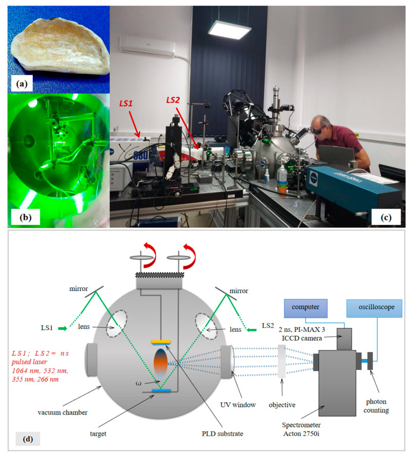 Images of oyster shell target (a), deposition chamber during PLD performed with dual-pulsed lasers system on oyster shell target (b), installation during work (c) and schematic representation of PLD installation with dual-pulsed lasers system (d).