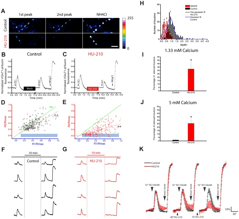 VGLUT1-pHluorin reveals presynaptically silent synapses after prolonged stimulation of cannabinoid receptors. A) Representative fluorescence images of synaptic boutons after two stimulations with 50 mM KCl (10 sec) followed by NH4Cl (50 mM) perfusion in control and after HU-210 (5 µM, 10 min) added between the first and the second peak. B, C) Mean response of all the individual nerve terminals analyzed in double pulse experiments, in control and HU-210, respectively. D, E) Relationship between the first and the second response of the individual synaptic boutons averaged in B and C, in control and HU-210 treated neurons, respectively. The light blue rectangle denotes the silenced synaptic boutons. F, G) Examples of some individual traces of the experiments shown in B and C. H) Histogram showing the bi-modal distribution of the responses' ratios after HU-210 treatment; fitting in brown (HU-210) and dark blue (control); light blue is the individual fitting for each of the populations in HU-210 treatment. Percentage of silenced synaptic boutons at 1.33 mM extracellular Ca2+ (I) (Control: 0.25±0.25% vs HU-210: 32.31±10.86%; p<0.05) and at 5.0 mM extracellular Ca2+ (J) (Control: 1.4±0.8% vs HU-210: 25.61±5.3%; p<0.05). K) Average response of triple pulse experiment showing the requirement of a long HU-210 incubation period (10 min) in order to induce silencing, notice the absence of inhibition after a 40″ exposition to the receptor agonist. Number of synaptic boutons analyzed (total synaptic boutons/ silent and active, n, number of coverslip). In control at 1.3 mM Ca2+: 209/1 and 208, n = 4. In HU-210 at 1.3 mM Ca2+: 195/63 and 132, n = 4. In control at 5.0 mM Ca2+: 157/2 and 155, n = 4. In HU-210 at 5.0 mM Ca2+: 134/35 and 99, n = 4.