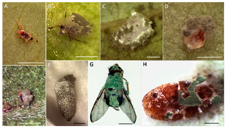 Abundant conidiation and mycelial formation of Metarhizium sp. BCC 4849 on various insect cadavers. (A) Cassava mite, Tetranychus truncates. (B) Bean aphid, Aphis craccivora. (C) Cassava mealybug, Phenacoccus manihoti. (D) Tobacco whitefly, Bemisia tabaci. (E) African mite, Eutetranychys africanus. (F) Sweet potato weevil larvae, Cylas formicarius. (G) Oriental fruit fly adult, Bactrocera dorsalis. (H) tapioca scale, Aonidomytilus albus. (A–E) Bars, 0.5 mm. (F–H) Bars, 2.0 mm.