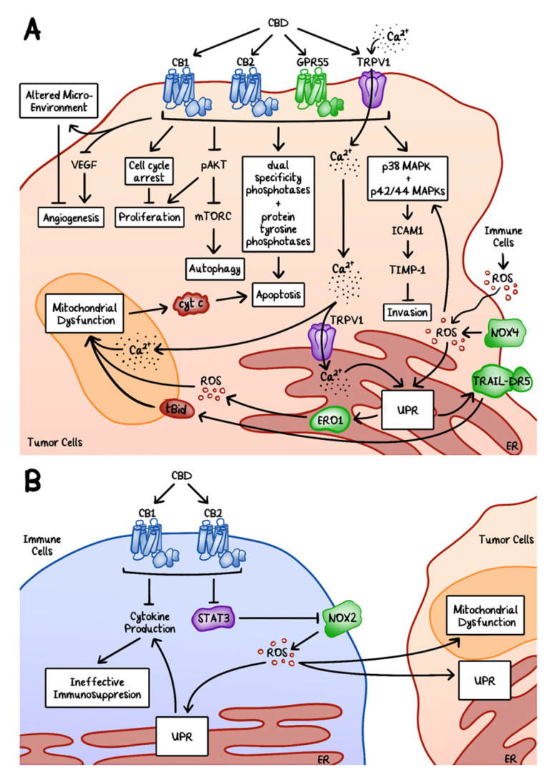 CBD’s effects on cancer cells and infiltrating immune cells. (A) Through its interactions with the CB1, CB2, and TRPV1 receptors, CBD induces cell cycle arrest and apoptosis in cancer cells. (B) CBD also binds the CB1 and CB2 receptors on the infiltrating inflammatory cells and disrupts the pro-tumorigenic cytokine production, thus leading to ineffective immunosuppression and promoting tumor cell death. ROS production by phagocytic cells disrupts the ER and mitochondrial homeostasis in tumor cells leading to apoptosis. UPR: unfolded protein response.