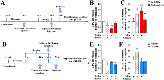 Effect of AdshDAGLα injected in the 3V on the expression of hypothalamic neuropeptides critical for food intake. (A) Experimental protocol using adenoviruses. Adult female rats were stereotaxically cannulated into the 3V. After 120 h of recovery, the rats were injected with AdshβGal or AdshDAGL. At 48 h post-injection, the rats were fasted for 48 h and subsequently injected with saline buffer or 50 mM D-glucose (dashed bars). At 2 h post-3V i.c.v. Injection, the animals were sacrificed, and the hypothalamus was dissected for RNA extraction and qRT-PCR analysis. (B,C) qRT-PCR analysis of NPY (B) and POMC (C) neuropeptide expression in rats transduced with AdshβGal (open bars) or AdshDAGLα (red bars). (D) Experimental protocol using the O-7460 inhibitor. At 48 h post-injection, the rats were fasted for 44 h and injected with vehicle (open bars) or inhibitor (blue bars). After 2 h, they were injected with saline buffer or 50 mM D-glucose (dashed bars). At 2 h post-3V i.c.v. injection, the animals were sacrificed, and the hypothalamus was dissected for RNA extraction and qRT-PCR analysis. (E,F) qRT-PCR analysis of NPY (E) and POMC (F) neuropeptide expression. ANOVA *,#p < 0.05; **,##p < 0.01. Bars represent average ± S.D for 5–6 independent experiments.