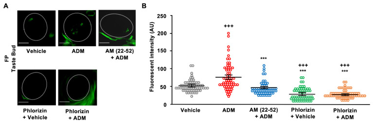 Adrenomedullin (ADM) enhanced 2-(N-(7-nitrobenz-2-oxa-1,3-diazol-4-yl)amino)-2-deoxyglucose (2-NBDG) uptake by taste cells in the intact tongue. (A) Representative images of FP taste buds after apical treatment with 10 mM 2-NBDG + 10 mM NaCl under different conditions (vehicle, ADM plus vehicle pretreatment (ADM), ADM plus AM (22–52) pretreatment (AM (22–52) + ADM), vehicle with phlorizin pretreatment (Phlorizin + Vehicle), ADM with phlorizin pretreatment (Phlorizin + ADM)). Dotted lines outline taste buds. Scale bars, 10 µm. (B) 2-NBDG uptake by FP taste cells. Each data point shows fluorescence intensity (arbitrary unit: AU) of a taste bud after apical treatment with 10 mM 2-NBDG + 10 mM NaCl under different conditions shown in (A) (n = 3, with 20~30 taste buds were analyzed in each animal). Symbols show significant differences between vehicle controls and ADM administration (+++ vs. vehicle, *** vs. ADM, p < 0.001, Tukey HSD test following one-way ANOVA). Summarized data are presented as means ± SEMs.