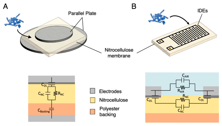 Experimental setups and corresponding electrical models investigated towards bacteria detection in this work. (A) Parallel-plate probes are a common material dielectric measurement system. The bacterial sample is deposited on the NC membrane and conducted to the test zone by capillarity. A simple electrical model is proposed to consider the dielectric effect of the polyester backing supporting the NC and the electrical double layer that arises from charge redistribution at the interface between the electrolyte and the probe. (B) Interdigital electrodes are generally used as sensors to monitor impedance changes at the proximity of the metallic fingers, here deposited on NC membrane. The bacterial samples are deposited on top of the interdigital electrode (IDE)-NC sensor. The model does not include the polyester backing as its impact on the impedance seen by the IDE is negligible due to its depth.