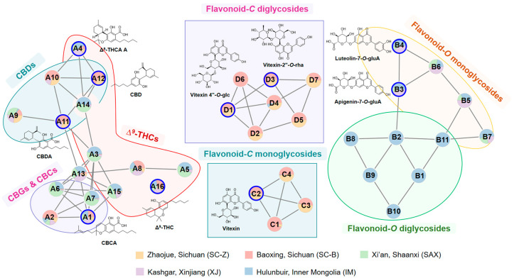 The selected molecular network of cannabinoids and flavonoid glycosides in C. sativa leaves from five regions.