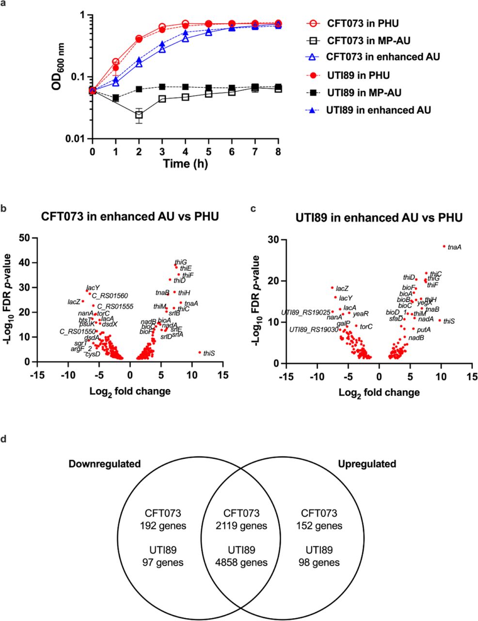 Growth in enhanced AU vs PHU and MP-AUOvernight cultures of wild-type CFT073 or UTI89 were inoculated into pre-warmed filtered pooled human urine (PHU, red circles), multipurpose artificial urine (MP-AU, black squares) or enhanced artificial urine (enhanced AU, blue triangles) at a starting OD 600 nm of 0.06. Error bars represent the standard error of the mean of three biological replicates. b) Overnight cultures of CFT073 or UTI89 were inoculated into pre-warmed enhanced AU or PHU. Samples were removed during mid-exponential phase and normalised to OD 600 nm of 1 for RNA extraction. Volcano plot represents significant differentially expressed genes in enhanced AU relative to PHU. FDR p-value ≤0.05, fold change ≥1.5 or ≤-1.5. Three biological replicates were performed.