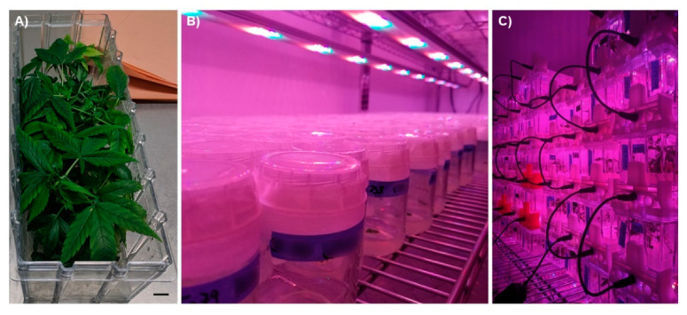 Healthy C. sativa explants growing in We-V boxes (A). Callus cultures growing in glass culture vessels under LED lighting in a controlled environment growth chamber (B) and high-density stackable culture vessels (We-V) with individually programmable LED lighting (C) demonstrate the variety and density with which C. sativa can be cultured under In Vitro conditions.