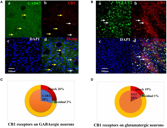 Specific knockout of the CB1 receptor on GABAergic neurons localized in the vlPAG. (A) rAAV-mDlx-CRE-WPRE-pA was injected into the right side of the vlPAG of mCnr1flox/flox mice. (a) GABA-immunoreactive cellsin the vlPAG (green). (b) CB1-immunoreactive cells (red). (c) DAPI nuclear staining (blue). (d) GABA-immunoreactive and DAPI nuclear staining colocalization fluorescence (purple); Yellow arrows show CB1 receptors not knocked out on GABAergic neurons. White arrows show CB1 receptors not knocked out on other large diameter neurons. Scale bar, 100 μm. (B) rAAV-CaMKII-CRE-WPRE-pA was injected into the right side of the vlPAG of mCnr1flox/flox mice. (a) GLU-immunoreactive cells (green). (b) CB1-immunoreactive cells in the vlPAG (red). (c) DAPI nuclear staining (blue). (d) GLU-immunoreactive and DAPI nuclear staining colocalization fluorescence (purple); White arrows show CB1 receptors not knocked out on glutamatergic neurons. Scale bar, 100 μm. (C) Summary data show that the percentage of CB1-immunoreactive cells was knocked out in the area of GABA-immunoreactive cells. Blue sector, GABA-immunoreactive cells; red sector, CB1-immunoreactive cells were knocked out; green sector, residual cells. (D) Summary data shows the percentage of CB1-immunoreactive cells knocked out in the area of glutamatergic-immunoreactive cells. Pink sector, glutamatergic-immunoreactive cells; red sector, CB1-immunoreactive cells been knocked out; green sector, residual cells. Data are expressed as the means ± SEM (n = 3 mice in each group).