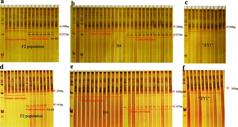 Amplification results of the two pairs of primers in F2 population crossed using “Y6” and “H4”, a dioecious variety “H4”and feminized variety,“ZY1”. a, b, c: Primer Cs-I1–10; d, e, f: Cs-I1–15. M: marker DL2000