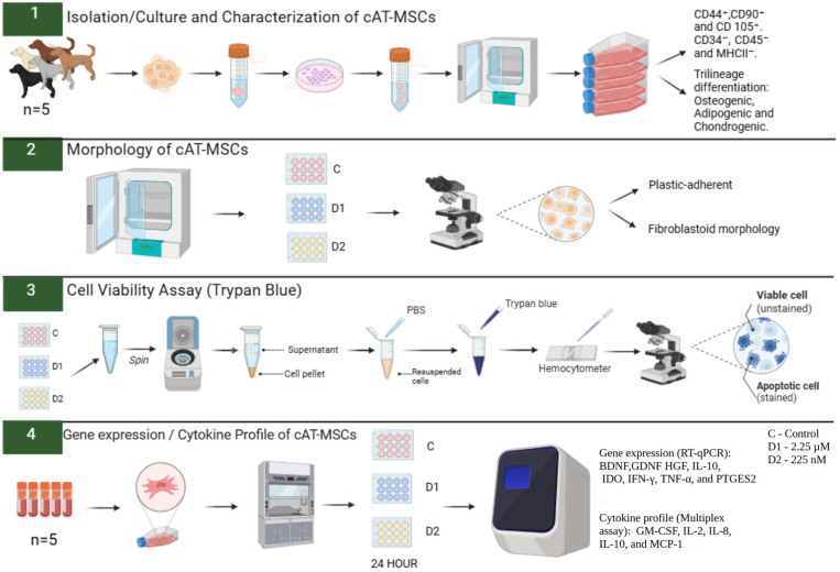 Experimental design. Canine adipose tissue-derived mesenchymal stem cells (cAT-MSCs) were thawed and cultured in 75 cm2 flasks. Upon reaching 80% confluence, the cells were plated in 24-well plates and primed with a Cannabidiol (CBD)-rich cannabis extract at two concentrations (2.25 µM and 225 nM). After 24 h of priming, cell viability was assessed using the 0.4% Trypan Blue test, and morphology was evaluated using an inverted microscope. Subsequently, the expression of neurotrophic factors, cytokines, and immunomodulatory genes was analyzed by RT-qPCR, and cytokine levels in the conditioned medium were quantified using a Multiplex Assay. PBS: phosphate-buffered saline. C: Control. D1: dose 1 (2.25 µM). D2: dose 2 (225 nM). BDNF: brain-derived neurotrophic factor. GDNF: glial cell line-derived neurotrophic factor. HGF: hepatocyte growth factor. IL-10: interleukin-10. IDO: Indoleamine 2,3-dioxygenase. IFN-γ: interferon-gamma. TNF-α: tumor necrosis factor-alpha. PTGES2: prostaglandin E2 synthase 2. GM-CSF: granulocyte-macrophage colony-stimulating factor. IL-2: interleukin-2. IL-8: Interleukin-8. MCP-1: monocyte chemoattractant protein-1. Created in BioRender. Amorim, R. (2025) https://BioRender.com/2q4ca6a, accessed on 19 September 2025.
