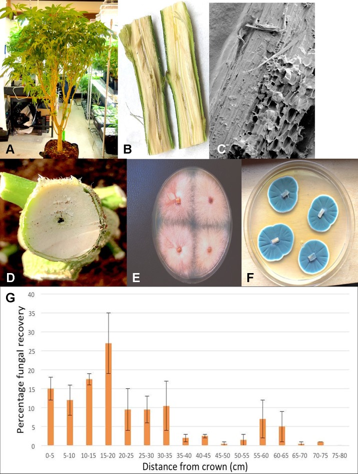 Recovery of endophytic fungi from cannabis stem tissues. (A) Plant grown indoors in coco substrate and used for sampling studies. (B) Longitudinal section though the main stem near the crown showing the central pith tissue. (C) Scanning electron microscopic image of the pith region showing loosely arranged parenchyma cells (arrow). (D) Young stem higher up the plant showing initial stages of pith development and hollow space. (E) Cross-section through the main stem of a cannabis plant showing the interior of the central pith which has become hollow. (F) Recovery of Fusarium oxysporum from central pith tissues near the crown region of the plant. (G) Recovery of Penicillium chrysogenum from central pith tissues near the crown region of the plant. (H) Frequency of recovery of total fungal species from crown and stem tissues at various distances away from the base of a cannabis plant grown in coco substrate in an indoor environment. Tissues were dissected and surface-sterilized and plated onto PDA+S. Data are from two separate experiments, representing two plants with four replicate dishes at each of 15 sampling distances. Bars show standard errors of the mean.