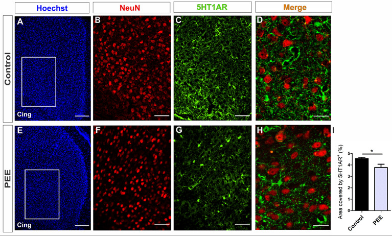5HT1A receptor expression is altered in the ACC of PEE adults. Images of coronal sections of adult male mouse brains with Hoechst staining (A,E), immunofluorescence for NeuN (B,F), 5HT1A receptor (5HT1AR; C,G), and merge (D,H) taken on an inverted microscope with a SDU. Sections at the level of the ACC of a Control (A–D) and PEE brain (E–H). In A and G photomicrographs, the cingulum is indicated with the abbreviation cing. Area covered by 5HT1AR+ measured in the fields delimited by boxes (%, I). Data expressed as the mean ± SEM (Control n = 5 each one from five different control litters, PEE n = 3 each one from three different ethanol PEE litters); all parameters were analyzed by Student’s t-test (*p < 0.05). Scale bar: 150 μm (A,E), 50 μm (B,C,F,G), and 20 μm (D,H).