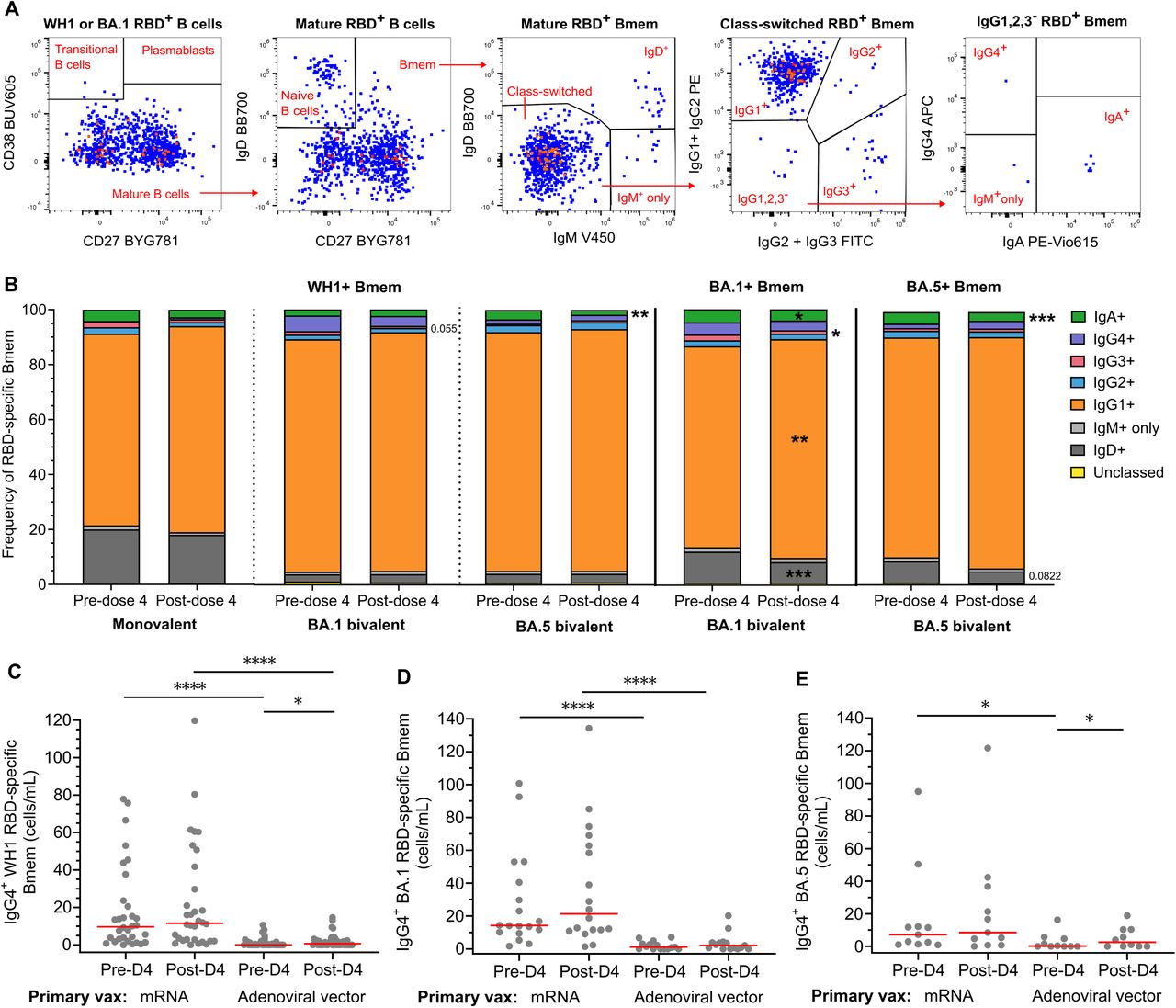 IgG subclass expression by RBD-specific Bmem after monovalent, BA.1 bivalent, or BA.5 bivalent 4th doses.(A) Gating strategy of RBD-specific Bmem for Ig isotype and IgG subclass expression. (B) Distribution of Ig isotype and IgG subclass expressing subsets within WH1-specific Bmem, BA.1 RBD-specific Bmem, and BA.5 RBD-specific Bmem pre- and 4-weeks post-dose 4. Monovalent, n=18; BA.1 bivalent, n=33; BA.5 bivalent, n=21. (C) Absolute numbers of IgG4+ events within WH1, (D) BA.1, and (E) BA.5 RBD-specific Bmem pre- and post-dose 4 of all study subjects categorized based on priming with mRNA or adenoviral vector vaccines. (C) mRNA, n=32; adenoviral vector, n=40, (D) mRNA, n=18; adenoviral vector n=15, (E) mRNA, n=11; adenoviral vector, n=10. Solid lines depict medians. Mann-Whitney test for unpaired data and Wilcoxon matched-pairs signed rank test for paired data. Only significant differences shown. *p<0.05, ****p<0.0001.