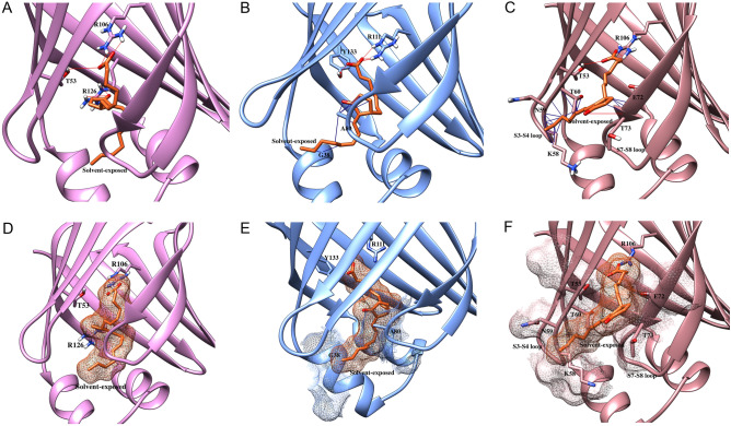 Docking poses of 15d-PGJ2 in FABP3, FABP5, and FABP7. (A-C) 15d-PGJ2 engages in H-bonding with (A) R106, T53, R126 in FABP3, (B) R111 and Y133 in FABP5, and (C) R106, T53, and T73 in FABP7. However, the rigidity of the ligand leads to exposure of the acyl chain to the solvent and induces pronounced van der Waals clashes with (B) A80 and G38 in FABP5 and (C) K58, N59, T60, E72, and T73 in FABP7. (D–F) Solvent exposure and van der Waals clashes of 15d-PGJ2 in (D) FABP3, (E) FABP5, and (F) FABP7.