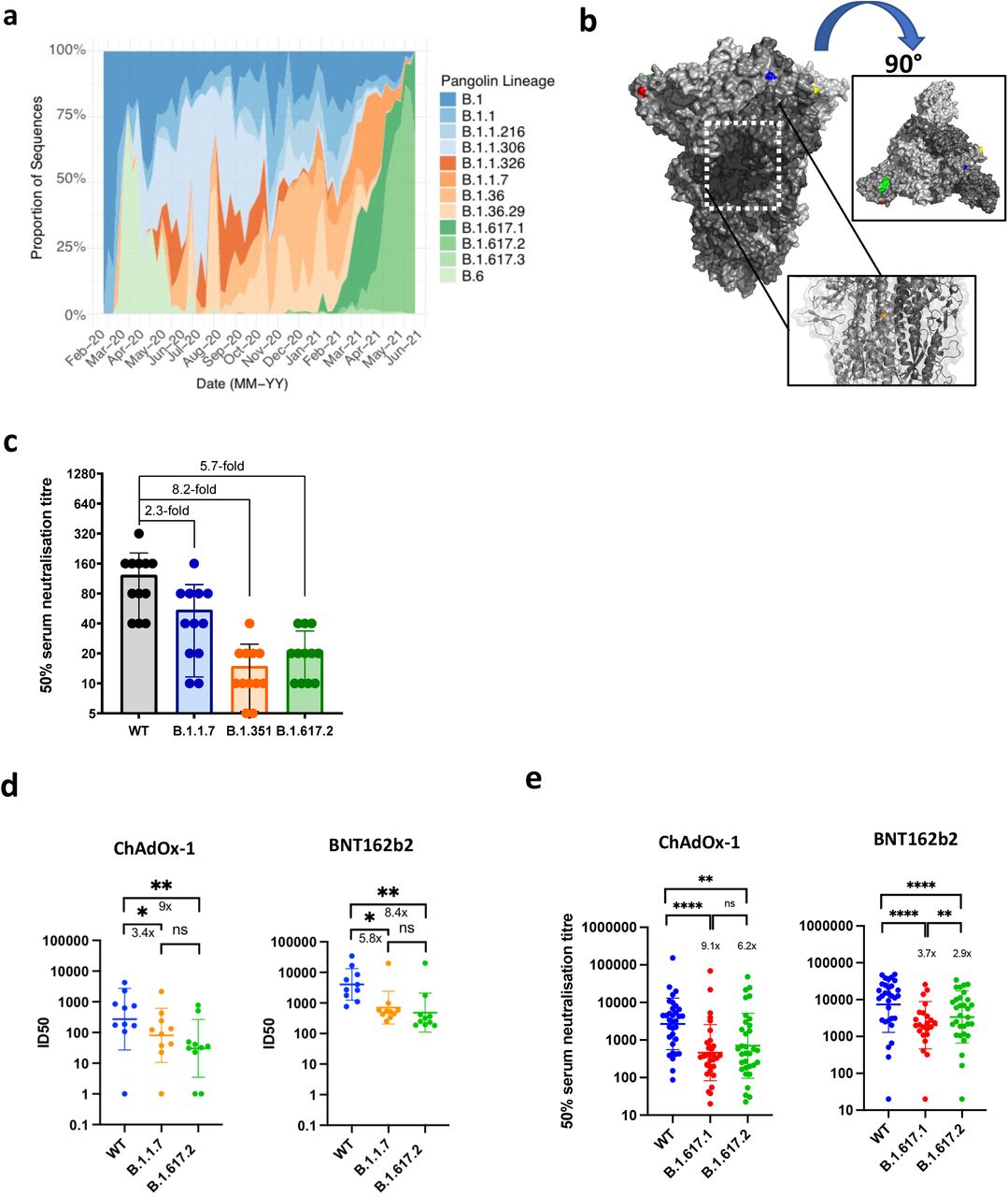 Rapid Expansion of Delta variant B.1.617.2 in India and reduced sensitivity to neutralizing antibodies from sera derived following infection and vaccinationa. Proportion of lineages in incident cases of SARS-CoV-2 in India 2020-2021. b. Surface representation of the SARS-CoV-2 B.1.671.2 Spike trimer (PDB: 6ZGE). L19R (red), del157/158 (green) L452R (blue) and T478K (yellow). The white dashed box indicates the location of the D950N (orange) c. Neutralization of Delta variant by convalescent human serum from mid-2020 in Vero-hACE2 TMPRSS2 cells. Fold-change in serum neutralisation 100 TCID50 of B.1.17 (Alpha), B.1.351 (Beta) and B.1617.2 (Delta) variants relative to wild-type (IC19), n=12. d. Neutralisation of delta variant live virus isolate by sera from vaccinated individuals (n=10 ChAdOx-1 or n=10 BNT12b2) in comparison to B.1.1.7 and Wuhan-1 wild type (WT). 5-fold dilutions of vaccinee sera were mixed with wild type (WT) or viral variants (MOI 0.1) for 1h at 37°C. Mixture was added to Vero-hACE2/TMPRSS2 cells for 72h. Cells were fixed and stained with Coomasie blue and % of survival calculated. ID50 were calculated using nonlinear regression. Graph represents average of two independent experiments. e. Neutralisation of B.1.617 spike pseudotyped virus (PV) and wild type (WT, Wu-1 D614G) by vaccine sera (n=33 ChAdOx-1 or n=32 BNT162b2). GMT (geometric mean titre) with s.d are presented. Data representative of two independent experiments each with two technical replicates. **p<0.01, *** p<0.001, ****p<0.0001 Wilcoxon matched-pairs signed rank test, ns not significant.