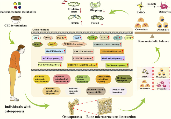 Infographic illustrating how natural chemical metabolites and CBD formulations may affect osteoporosis through mitochondrial regulation, reducing oxidative stress and apoptosis, promoting osteogenic differentiation and bone formation, and enhancing bone metabolic balance by influencing various signaling pathways and improving mitochondrial function.
