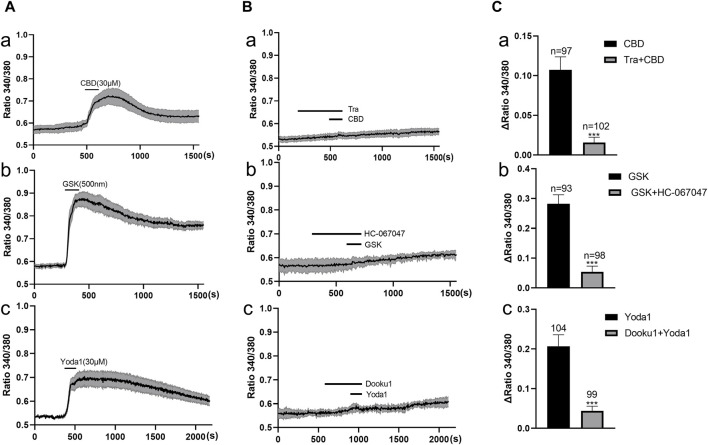 Functional expression of TRPV2, TRPV4 and Piezo1 channels in primary cultured human ureter urothelial cells. (A) The TRPV2 agonist cannabidiol (CBD 30 μM, a), TRPV4 agonist GSK (500 nM, b), and Piezo1 agonist Yoda 1 (30 μM, c) elicited a remarkable increase in [Ca2+]i. Each agonist was applied for 40–60 s. (B) Typical traces demonstrating blockage of the increase in [Ca2+]i induced by agonists of TRPV2 (a), TRPV4 (b) and Piezo1 (c) upon pretreatment with the corresponding antagonists. Each trace in (A,B) was obtained by averaging several cell responses from the same coverslip. The antagonist was applied 5 min prior to the agonist. (C) Summary data on the blocking effects of antagonists. The number above each bar indicates the cell number. ***p < 0.001 versus agonist alone. CBD, cannabidiol; GSK, GSK1016790A; Tra, Tranilast.