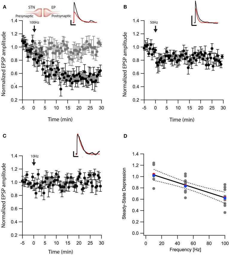 eCB induce LTD at STN-EP synapses. (A) Post-HFS stimulation of 100 Hz for 10 s induced LTD at STN-EP synapses (n = 8) compared to the baseline response. Bath application of AM251 blocked the depression at STN-EP synapses (n = 10) (gray). Normalized EPSP amplitudes (normalization to the mean amplitude of EPSP recorded during the baseline recordings) are plotted against time. Arrow indicates the time of the post-HFS protocol, and error bars represent the SEM. Inset, traces from a representative experiment illustrating the average EPSP from the first 5 min of the baseline (black) and the final 5 min of the experiment (red). Vertical scale bar is 1 mV and the horizontal scale bar is 50 ms. (B) Same as in (A) only with a 50 Hz post-HFS stimulation (n = 13). (C) Same as in A only with a 10 Hz post-HFS stimulation (n = 9). (D) Changes in the EPSPs amplitude vs. the frequency of the depolarization of the EP neurons. The line is a linear regression of all the data. The average is marked by a red symbol and the median by a blue symbol. The 95% confidence bands are shown as dotted lines. The EP neuron‘s membrane potential was set approximately to −60 mV by injecting positive or negative current (~0–20 pA).