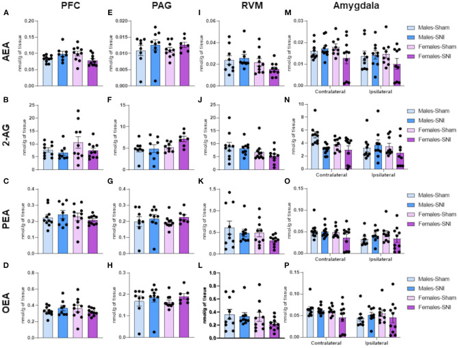 Investigation of endocannabinoid ligand and N-acylethanolamine levels (nmol/g of tissue) in male and female rats on day 42 following Sham and Spared Nerve Injury surgery. Levels of AEA, 2-AG, PEA and OEA within brain regions implicated in the modulation of the nociceptive response in the descending pain pathway: prefrontal cortex (PFC; A–D), periaqueductal grey substance (PAG; E–H); rostral ventromedial medulla (RVM; I–L) and contralateral and ipsilateral amygdala (M–P). Data expressed as mean ± SEM (n = 10 rats per group).