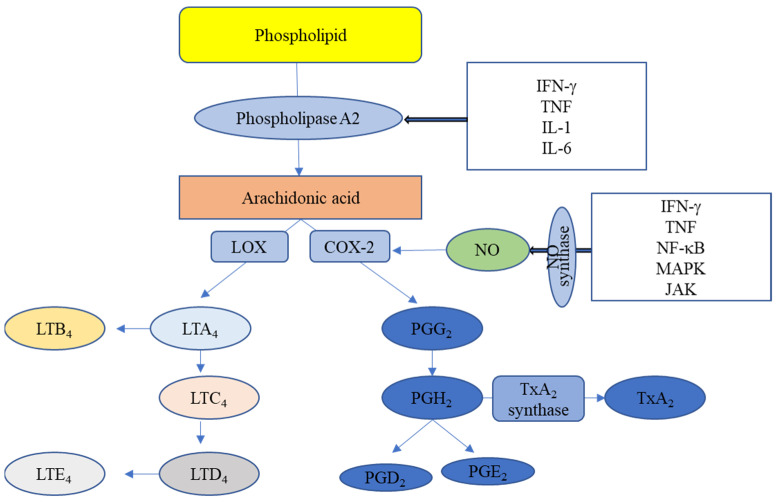 The biochemical process of inflammation. COX—cyclooxygenase; LOX—lipoxygenase; PG—prostaglandin; LT—leukotriene; Tx—thromboxane; NO—nitric oxide; IFN-γ—interferon; TNF—tumour necrosis factor; NF-κB—nuclear factor-κB; MAPK—mitogen activated protein kinase; JAK—Janus kinase; IL—interleukin.