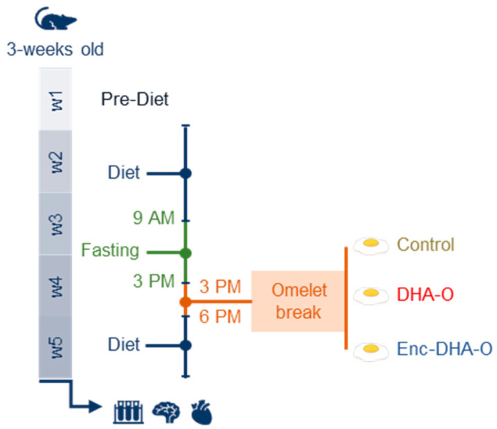 The experimental design. Rats were acclimated to the pre-diet for one week. They were then fed with the diet for four weeks. During this period, rats were daily fasted for 6 h before receiving 3 g of omelette containing DHA as crude oil (DHA-O) or as encapsulated oil (Enc-DHA-O).