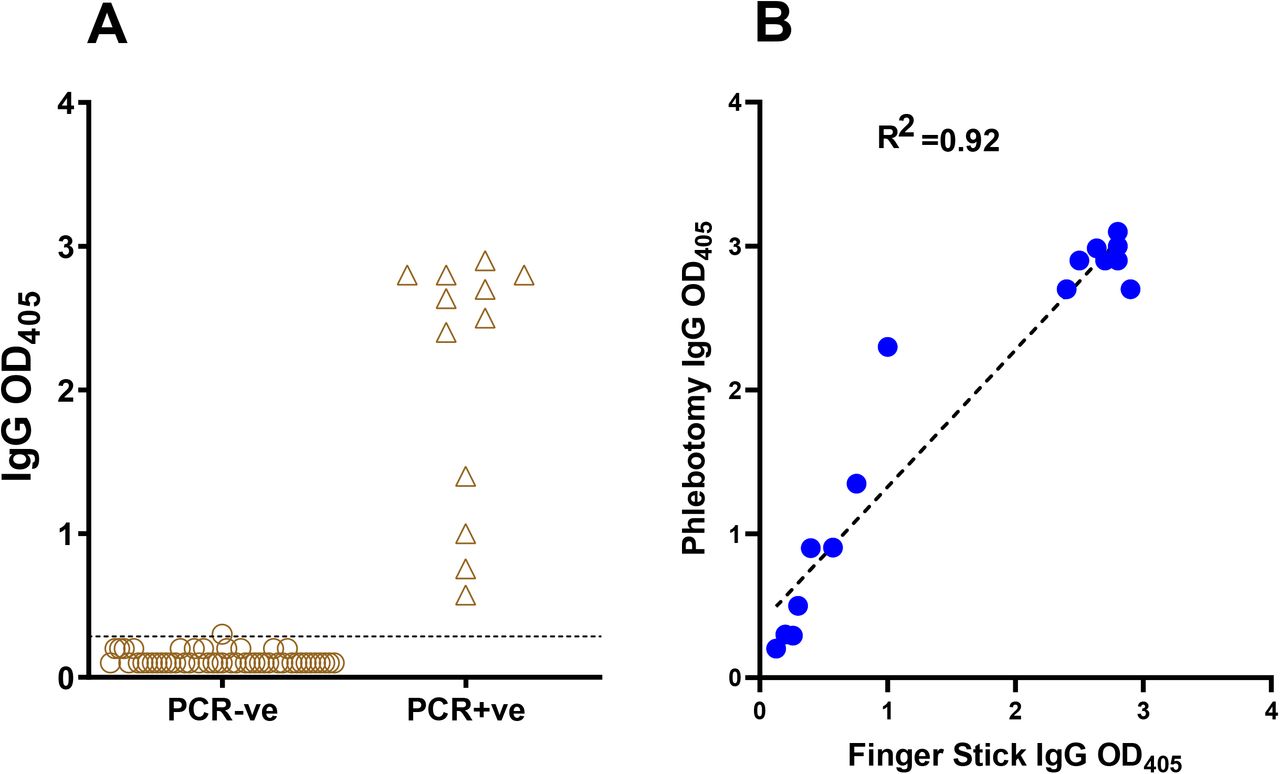 Comparison of dried blood microsampling and phlebotomy for blood collection.(A) Dried-blood microsampling. The dot plot shows RBD-specific IgG antibody binding determined by ELISA with samples collected by finger stick utilizing Mitra microsamplers from subjects that tested PCR-negative (n = 50, circles) or PCR-positive for SARS-CoV-2 infection (n = 12, triangles). The horizontal line represents the cut-off value of the assay, calculated as in the legend to Fig. 4. (B) Correlation between ELISA results obtained from the same subjects by phlebotomy and by finger stick and Mitra microsampling. The correlation plot shows results obtained with samples from 16 subjects (13 seropositive and 3 seronegative for SARS-CoV-2 infection). Pearson correlation coefficient (R2) of the comparison is also shown. In both panels, each symbol represents one study subject.