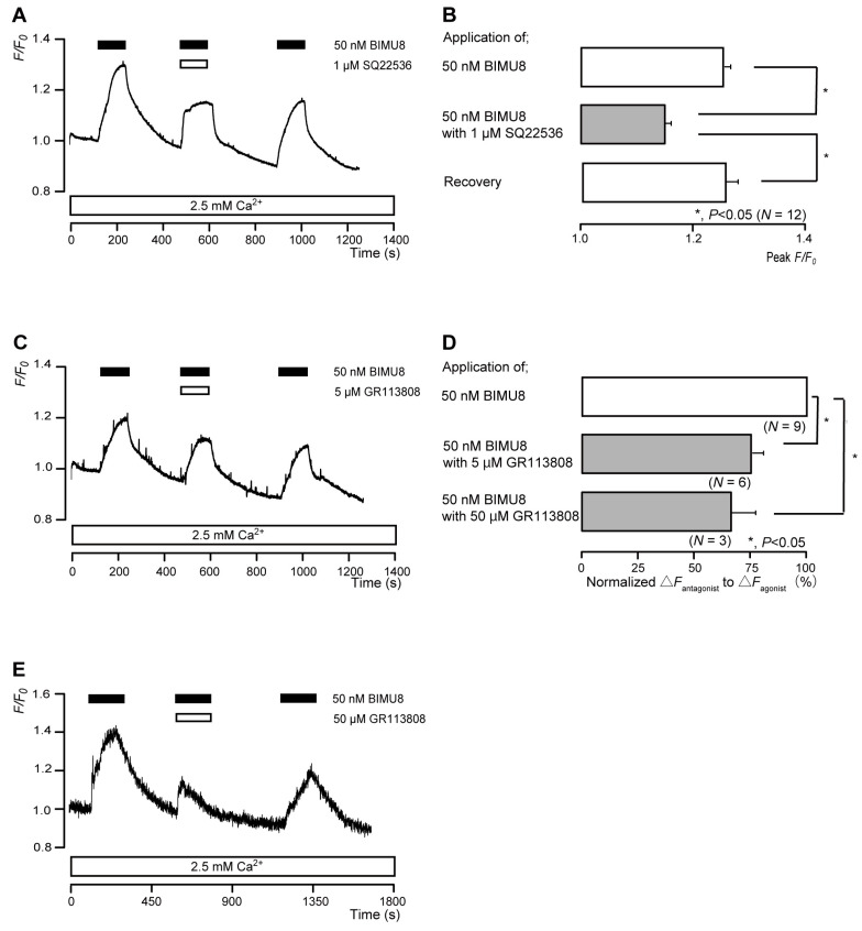 5-HT4 receptor-agonist-induced intracellular cAMP level increases. (A,C,E) Representative traces of transient intracellular cAMP level increases in response to 50 nM BIMU8, with or without 1 µM SQ22536 (A), 5 µM GR113808 (C), or 50 µM GR113808 (E), in the presence of extracellular Ca2+ (2.5 mM) (white boxes at bottom). Black boxes at the top indicate periods of BIMU8 addition to the external solution. White boxes at the top indicate periods of SQ22536 (A) or GR113808 (C,E) addition to the external solution. (B) Bar graphs of BIMU8-induced intracellular cAMP level increases, without (upper column) or with (middle column) 1 µM SQ22536. Recovery (lower column) shows reversible effect of SQ22536. (D) Bar graphs of inhibitory effects of 5 µM GR113808 (middle column) or 50 µM GR113808 (lower column) on the normalized value of 50 nM BIMU8-induced increases in the intracellular cAMP in the presence of GR113808 to that in the absence of GR113808. Each bar in (B,D) denotes the mean ± SE across the number of experiments shown in parenthesis. Statistically significant differences between columns (solid lines) are indicated with asterisks: * p < 0.05.