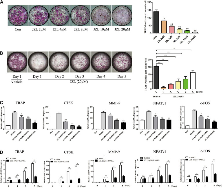 Inhibition of MAGL using JZL184 prevents osteoclast formation and osteoclast-specific gene expression. (A) BMMs were incubated with different concentrations of JZL184 or (B) stimulated with JZL184 (20 μM) for the indicated times in the presence of RANKL (75 ng/ml) and M-CSF (30 ng/ml). Representative images (left) and TRAP-positive cells (≥3 nuclei) were counted. Data are presented as means ± SD of three independent experiments. *P < 0.05 and **P < 0.01 vs. the vehicle. (C) BMMs were stimulated with different concentrations of JZL184 or (D) stimulated with JZL184 (20 μM) for the indicated times in the presence of M-CSF and RANKL for 3 days. The mRNA levels of osteoclast-related genes were assessed by qPCR. Data are presented as means ± SD of three independent experiments. *P < 0.05 and **P < 0.01 vs. the vehicle.