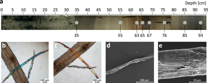 Lake Slone sediment core and hemp fibres. (a) Photo of the LS-0 sediment core (composite core sampled parallel to LS-C19 core with Instorf-type of sediment sampler), exhibiting distinct lithological changes of the sediment with an approximate location of the layers selected for metagenomic DNA isolation (material taken from LS-C19 core). (b,c) Polarised light microscopy images of hemp fibres extracted from a layer at 65 cm depth of the LS-C19 core. Results of the modified Herzog test22 to identify hemp bast fibres show the characteristic colour change from blue to yellow upon sample stage rotation by 90° which would be expected of hemp fibres, (d) Scanning Electron Microscopy (SEM) image of a hemp bast fibre collected from the layer at 65 cm depth from LS-C19 at the magnification × 500, (e) SEM image of a hemp bast fibre at the magnification × 5000.
