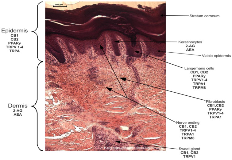The molecular members of the skin’s endocannabinoid system (ECS).