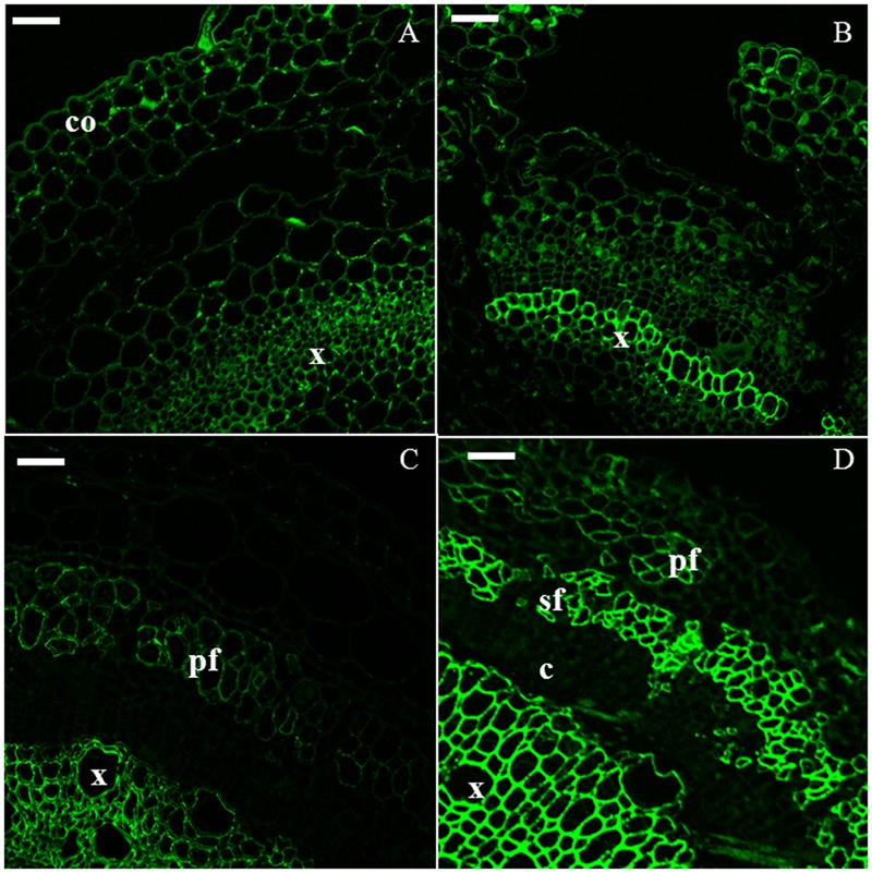 Immunodetection of the LM10 epitope specific for xylan. H6 (A, top left), H9 (B, top right), H15 (C, bottom left), H20 (D, bottom right). c, cambium; co, collenchyma; pf, primary bast fiber; sf, secondary bast fiber; x, xylem. Scale bar: 50 μm.