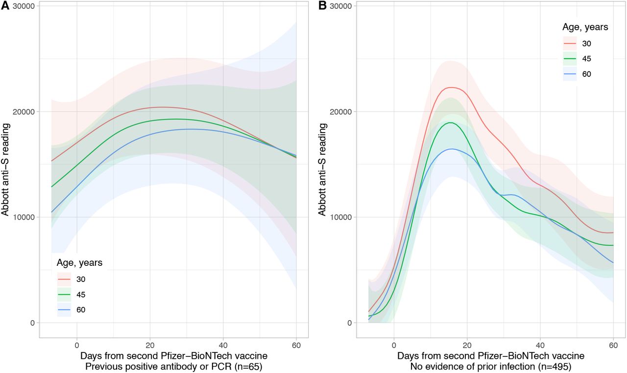 Modelled quantitative anti-spike IgG titres following second Pfizer-BioNTech vaccination by previous infection status.Panel A shows those who were previous infected (including those previously infected at baseline or testing PCR positive between vaccines) and panel B those who had no evidence of previous infection. Model predictions are shown at 3 example ages, 30, 45, and 60 years. The shaded ribbon shows the 95% confidence interval. Data were included in each model from 7 days before second vaccination to allow pre-vaccination levels to be fitted correctly.